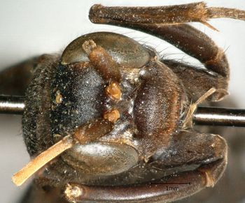 Media type: image;   Entomology 17041 Aspect: head frontal view